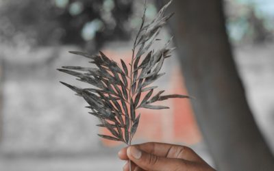 I passi verso la riconciliazione