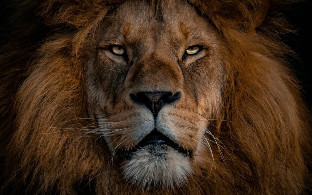 Il Leone di Giuda